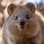 QUOKKA