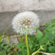 DanDeLion Steam avatar