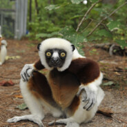 Zoboomafoo Alcoolico