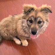 快乐无敌的灰灰将军