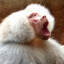 火Monkey