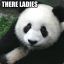 Seductive Panda