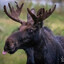 MOOSE