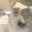 方源巨阳战星宿