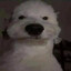Pepi