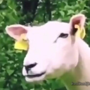 Bro