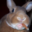 DaddyRabbit