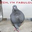 pigeon