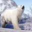 polarbear