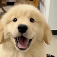 小何