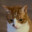 meowster