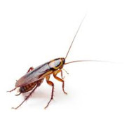 cockroach