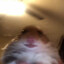 Avatar of hamter