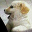 Gera090996