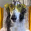 Borzoi Enjoyer