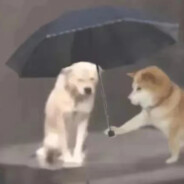 Ciallo～(∠・ω< )⌒☆