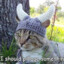 Pillage Cat