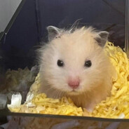 今天想我一下吧