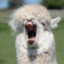 anxiousllama