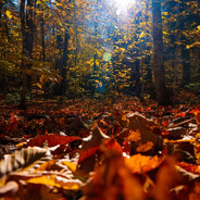 缓缓飘落的枫叶像思念