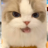 Avatar of saidul.rayyan