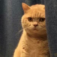 暗中观察委员会头目