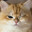 Miau