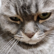 Let the bodies hit the floor