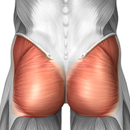 Gluteus Maximus