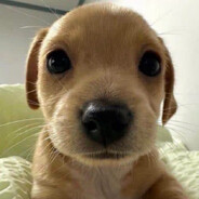 Mr dog