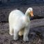 Polar Duck