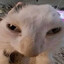 Cateepy