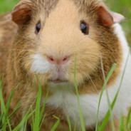 Cavy