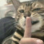 bigcat
