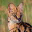 Serval