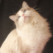 Big Avatar