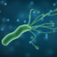 helicobacter pylori