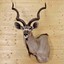 SquareKudu