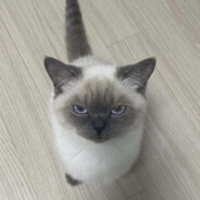Lilmacaroon