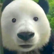 the panda