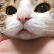 麦当劳汉堡堡堡堡堡堡堡堡