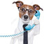Hund mit Krawadde