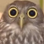 a calm owl