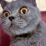 不关皓皓的事哦