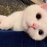 事实证明许愿没用