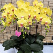 且卖二两酸儒气