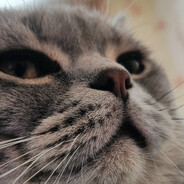 Plush Cat 괜찮아