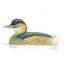 Little Grebe