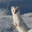 Snowy weasel