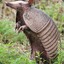 ARMaDILLO